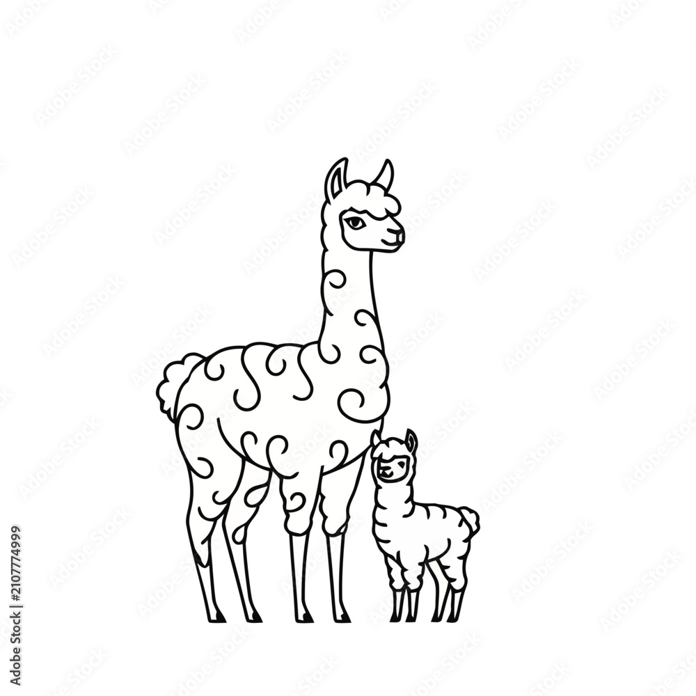 Fototapeta premium Llama and baby llama line art