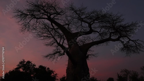 iconic baobab at dusk, Zambezi National Park, Zimbabwe, Africa