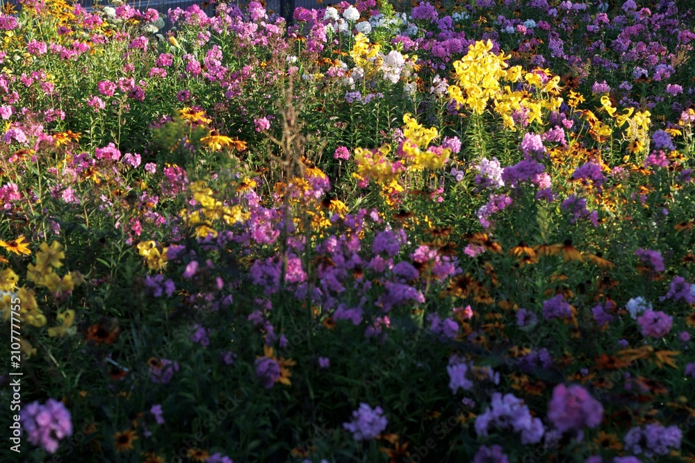 Naklejka premium Colorfull flowers in the city garden, summer Colorful Flowers in a garden at sunrise – summer background, sustainability, harmony with nature, and new day motivation concept.