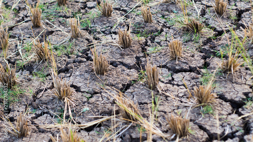 Fotografie Dry cracked earth in paddy field after harvest season due to climate change and