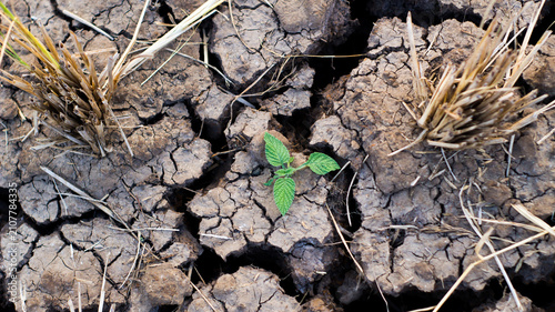 Quadro su tela Small green plant sprouting from dry cracked soil, global warming and climate change concept