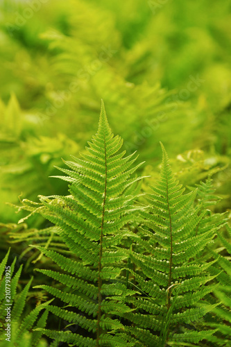 Fotografía Close-up of vibrant green ferns in a lush, natural setting