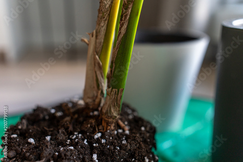 Canvastavla Howea palm stems base close up during repotting