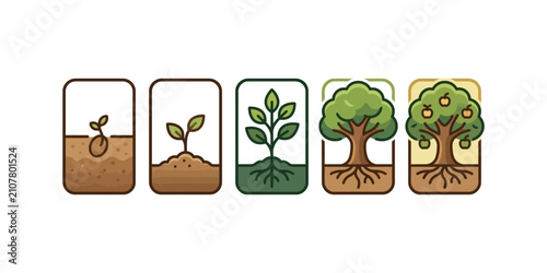 Illustration showing the five stages of tree growth from seed to fruit bearing tree.
