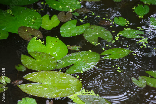 Foto Green water lily leaf floating on rain dotted pond creating calm ripples and ref