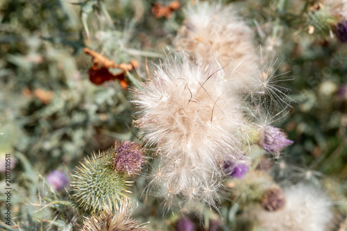 фотографія Thistle seed head developing with fluffy pappus dispersing