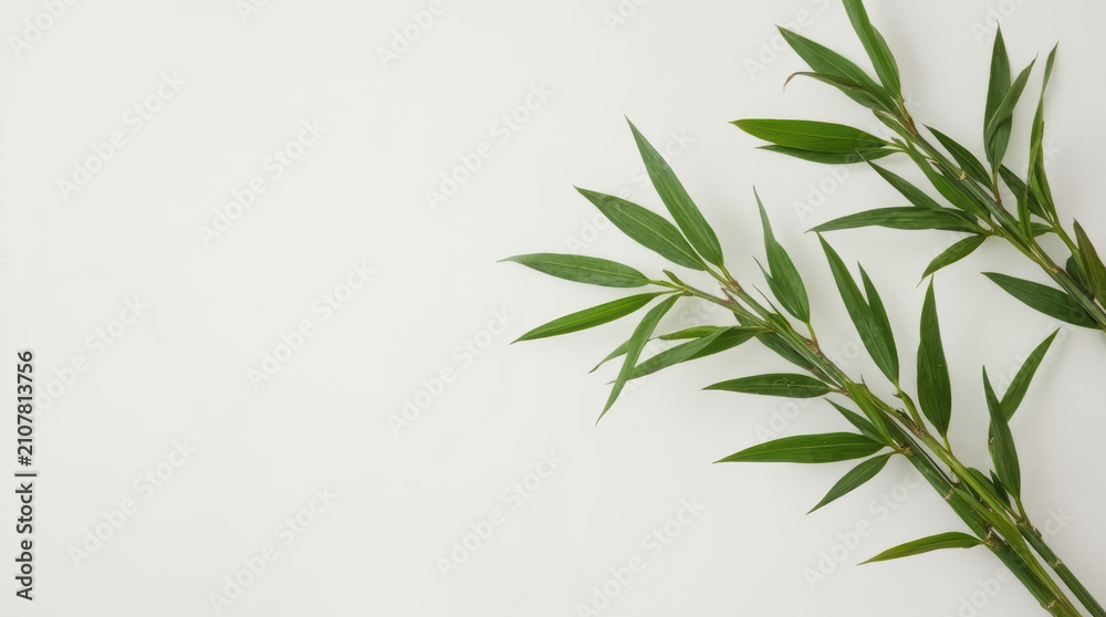 Fototapeta premium Fresh bamboo stems and green leaves on white background creating calm minimalist composition