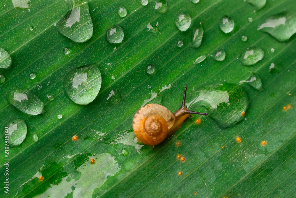 Obraz premium Small brown snail crawling on green leaf with water droplets and tiny orange pollen specks, close up macro showing texture and delicate movement