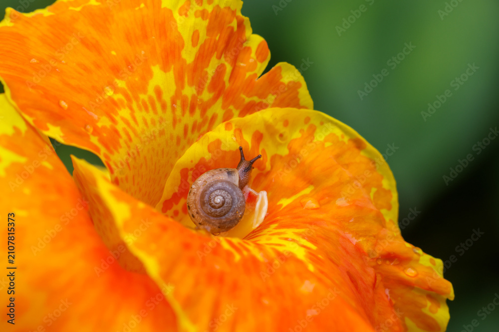 Obraz premium Small brown snail on orange canna lily petal with water droplet, close up macro nature scene showing spiral shell texture and wet vibrant floral detail