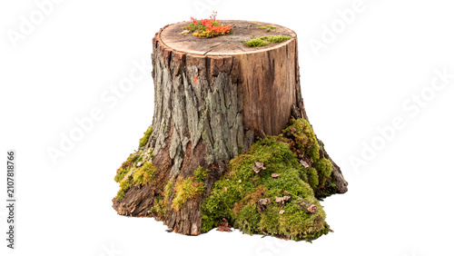Принти на полотні Old mossy tree trunk stump standing alone isolated on transparent background