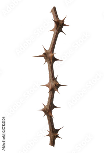 Thorny Branch Isolated Transparent Background