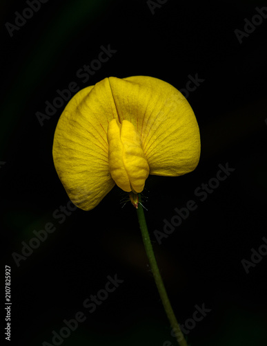 Photography Yellow pea flower blooming on dark background