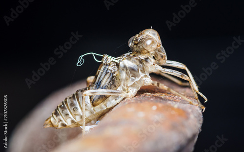 Fotografie Dragonfly exuvia showcasing insect metamorphosis transformation and growth