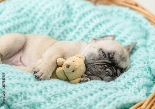 Bilde på lerret Cozy French bulldog puppy sleeps inside basket with toy bear