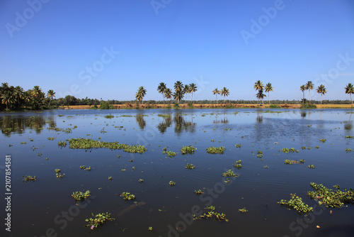 Serene Kerala backwaters beneath a clear blue sky in Kerala, India