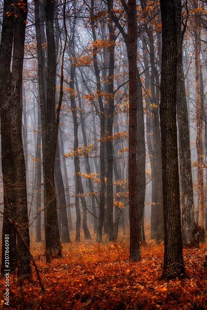 Fototapeta premium autumn in the misty forest