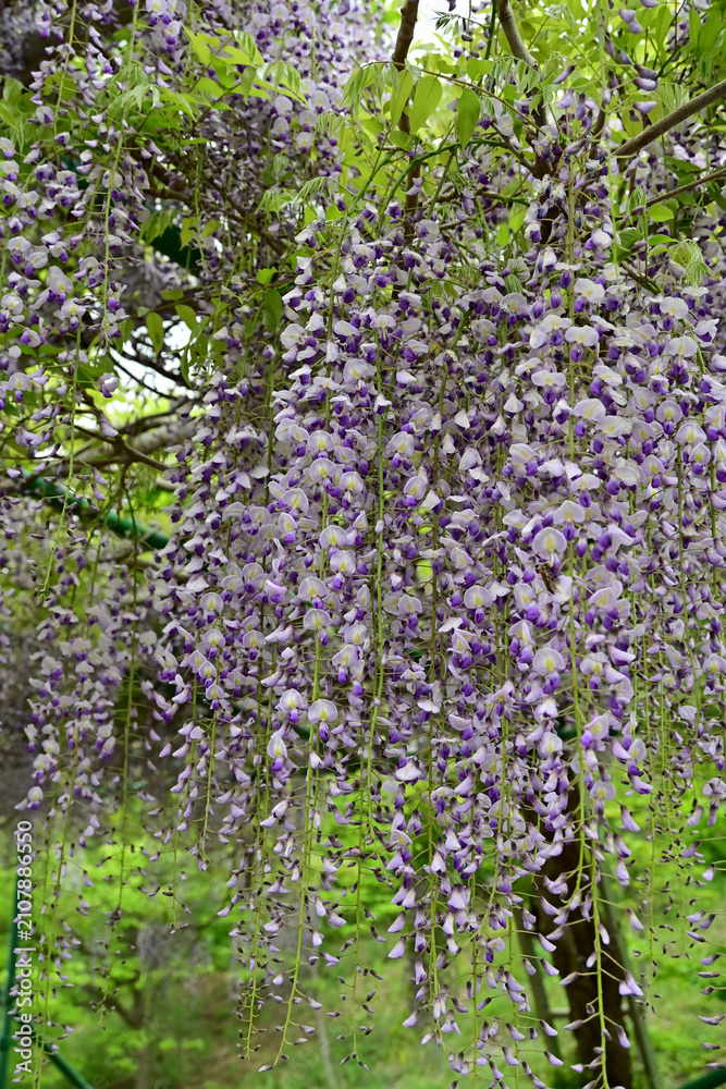 Fototapeta premium Beautiful purple wisteria flowers cascading from a trellis with a lush green nature background in spring