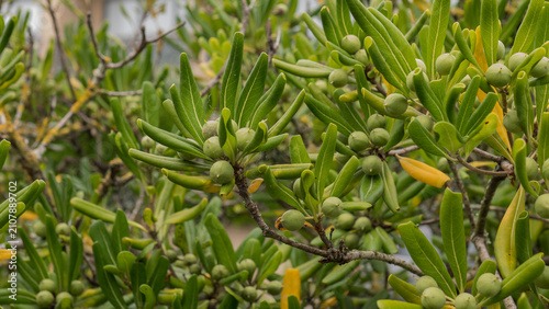 Obraz na płótnie Phillyrea angustifolia with Unripe Green Berries — Narrow-Leaved Mock Privet Fru