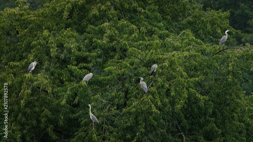 Grey heron (Ardea cinerea) group perched on the branches of a large green tree, flock of wild birds resting in foliage