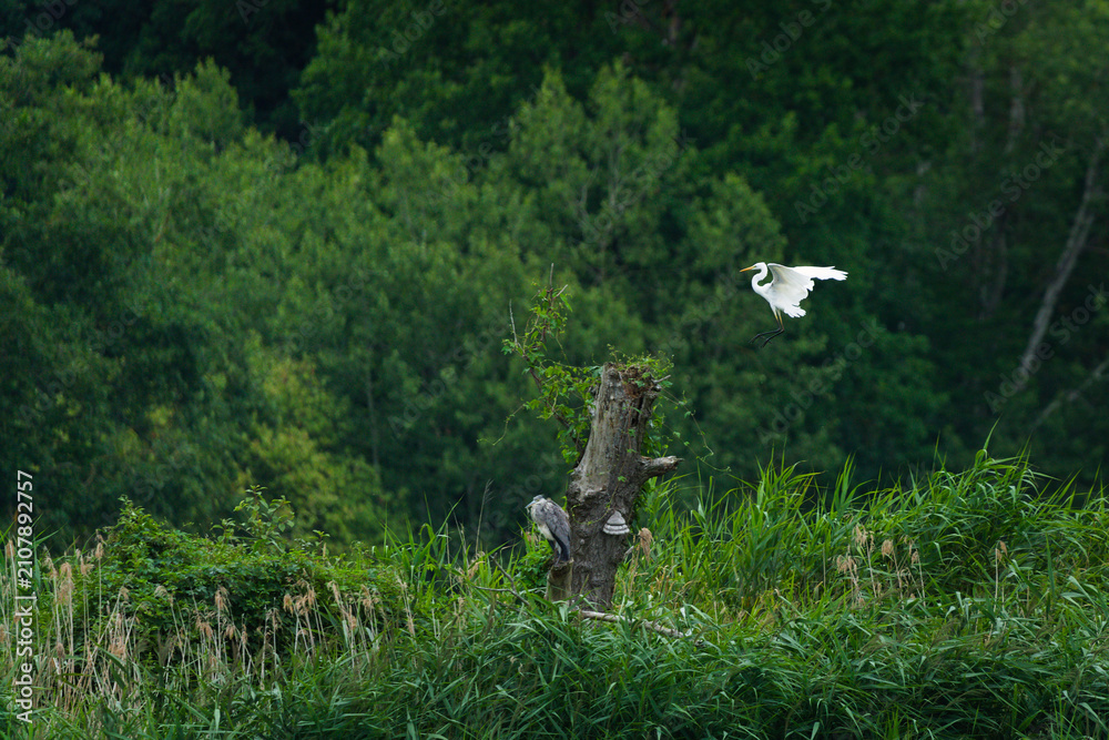 Obraz premium Great egret (Ardea alba) and Grey heron (Ardea cinerea) perched together on an old tree stump, wild birds in wetland habitat