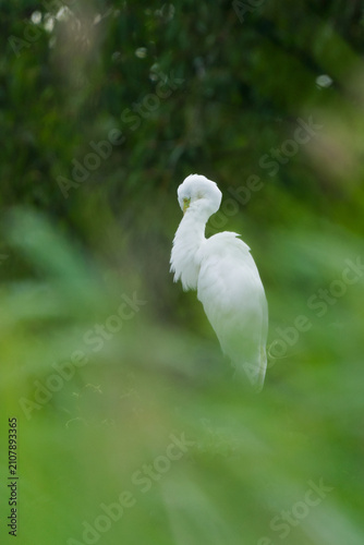 Fotografía Great egret (Ardea alba) perched in lush green vegetation, wild white bird in it