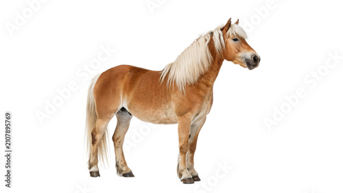 Foto Beautiful small dun domestic horse pony standing profile view isolated on transp