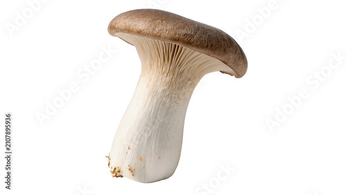 Single fresh organic king oyster eryngii mushroom asset isolated on transparent background