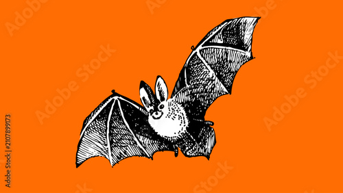 Happy Halloween banner with hand drawn bat. Vector vintage sketch isolated illustration.