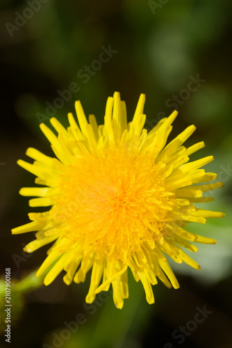 Fleur jaune du Laiteron des champs.