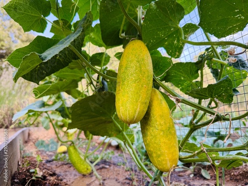 фотографія Overripe yellow cucumbers growing on vine