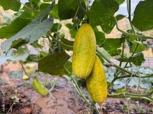Overripe yellow cucumbers growing on vine