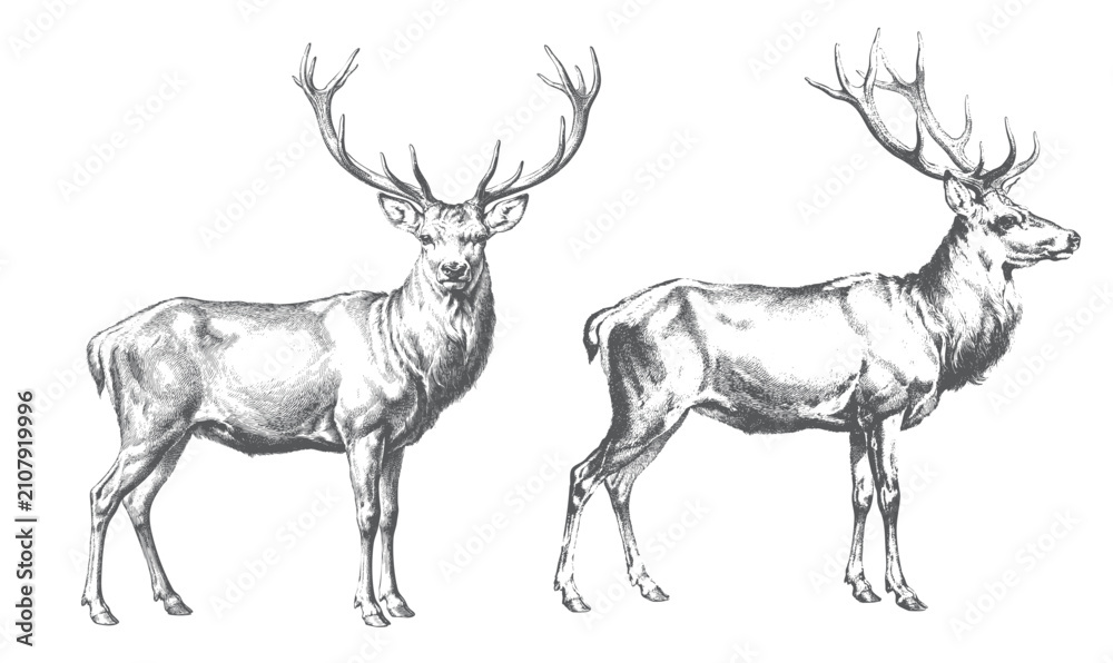 Obraz premium Vintage wildlife collection red deer stags in standing poses and engraving style.
