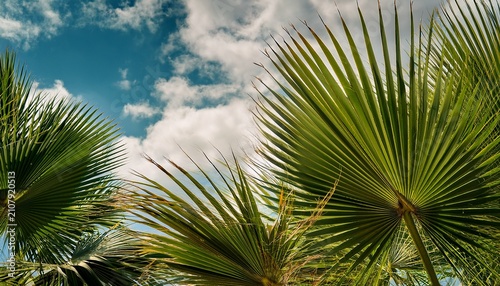 Close Up Of Palm Leaves Against A Cloudy Sky