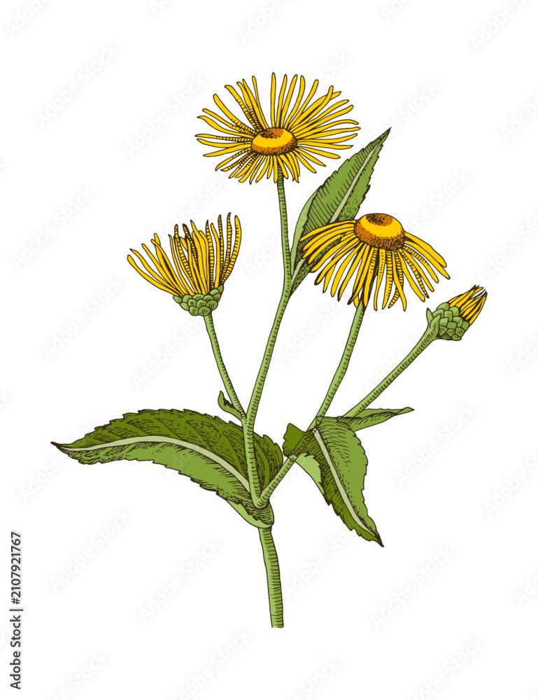 Obraz premium Elecampane hand drawn medicinal herb