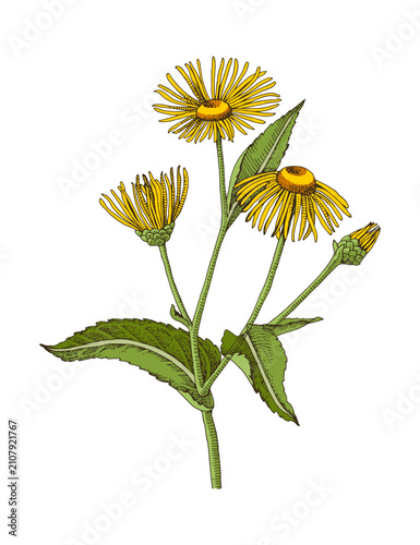 Elecampane hand drawn medicinal herb