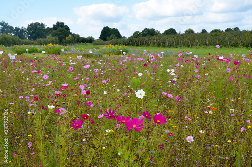 Fotografie jardin éco responsable