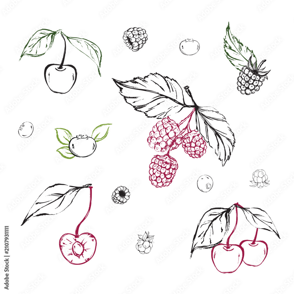 Fototapeta premium Vintage Berry and Cherry Botanical Clipart Collection Vector Set