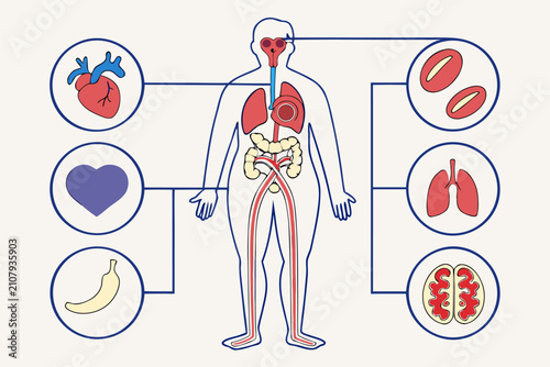 Tableau sur toile Metabolic disease affecting heart, kidneys, pancreas, and adipose tissue simultaneously