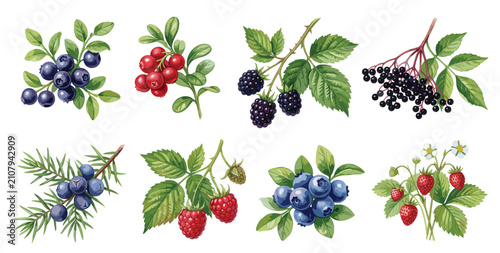 Foto Watercolor berry branch collection featuring blueberries, raspberries, blackberries, elderberries, realistic botanical illustrations