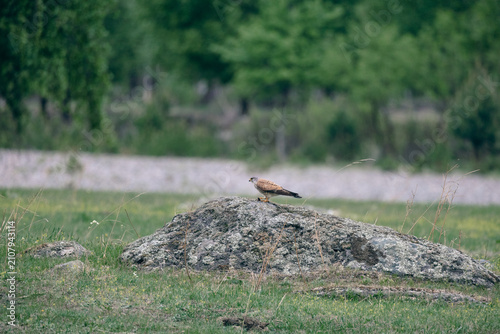 Bild auf Leinwand Common kestrel Falco tinnunculus male perched on lichen covered rock in green fi