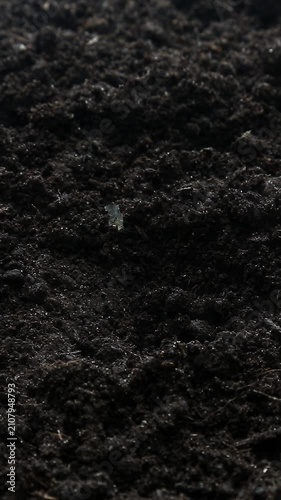 A metal trowel digs a small hole in dark fertile soil overhead view, a white pumpkin seed falls into the hole, gets carefully covered with dark soil to complete planting.