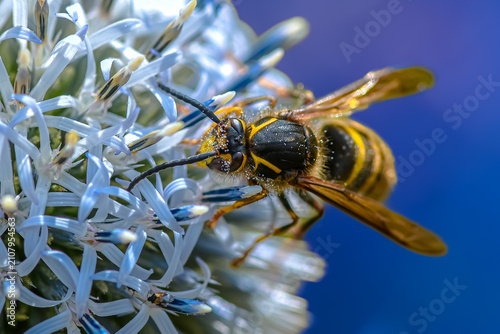 Картината върху платно Extreme macro of pollinating insect feeding on globe thistle flower