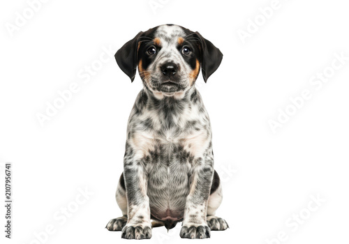 Cute puppy dog sitting and looking forward, speckled black and white fur, adorable pet isolated on transparent background, portrait.