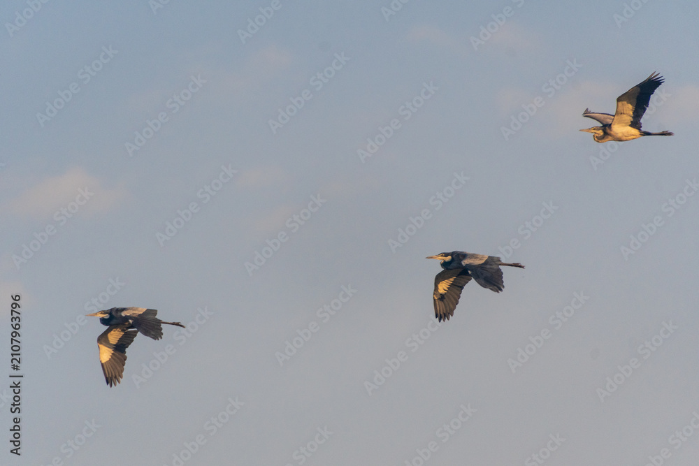 Obraz premium Telephoto of a black-headed heron - Ardea melanocephala- in flight in the Serengeti, Tanzania