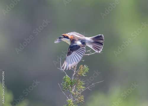 Принти на полотні Woodchat shrike, Lanius senator subspecies badius, the bird starts flying with s