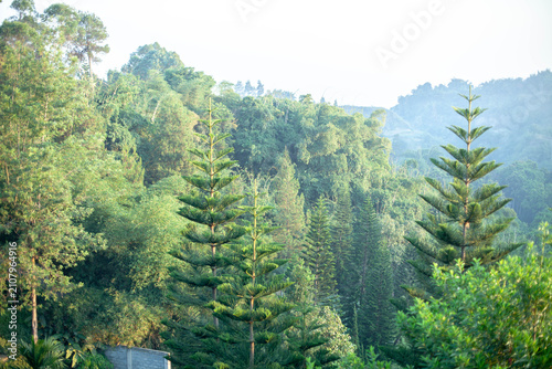 Bild auf Leinwand Scenic green forest landscape featuring lush vegetation, tall conifer trees, distant mountain slopes, and a soft hazy atmosphere