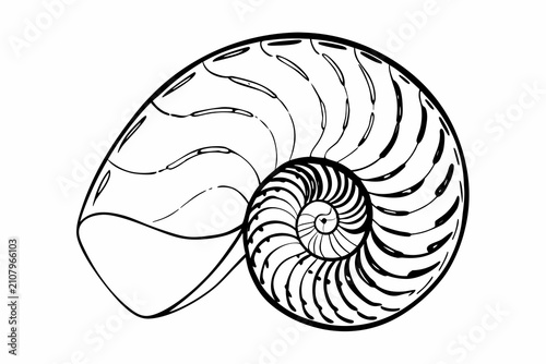 Create a pearl shell of a nautilus isolated on white. Nautilus shell illustration with detailed spiral design, black outline, and natural oceanic t...