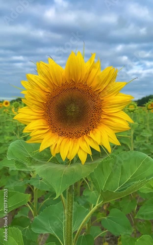 Bright blooming sunflowers growing in a green agricultural field under a dramatic cloudy blue sky. Close-up view of vibrant yellow sunflower blossoms in summer, symbolizing agriculture, nature, renewa
