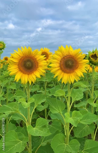 Bright blooming sunflowers growing in a green agricultural field under a dramatic cloudy blue sky. Close-up view of vibrant yellow sunflower blossoms in summer, symbolizing agriculture, nature, renewa