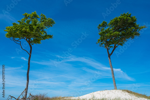 Wind-bent trees on West Beach on the Darß Peninsula along the German Baltic Sea coast. The beach is 14 km long and is part of the Western Pomeranian Lagoon Region National Park.